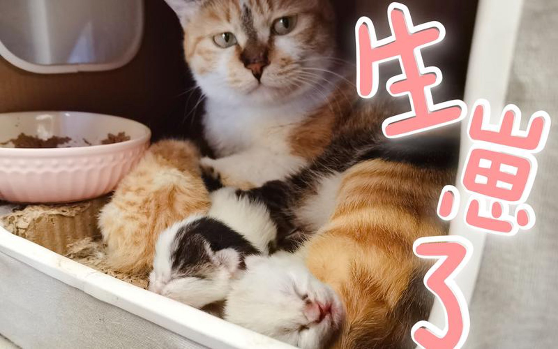 猫崽科技