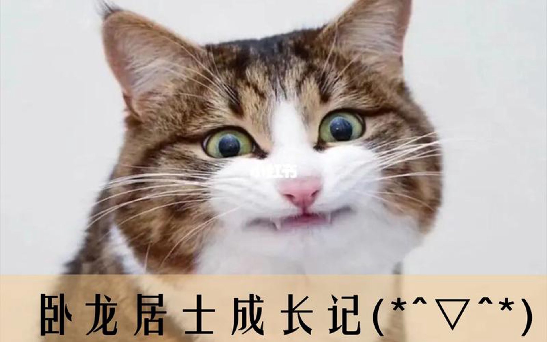 猫崽科技