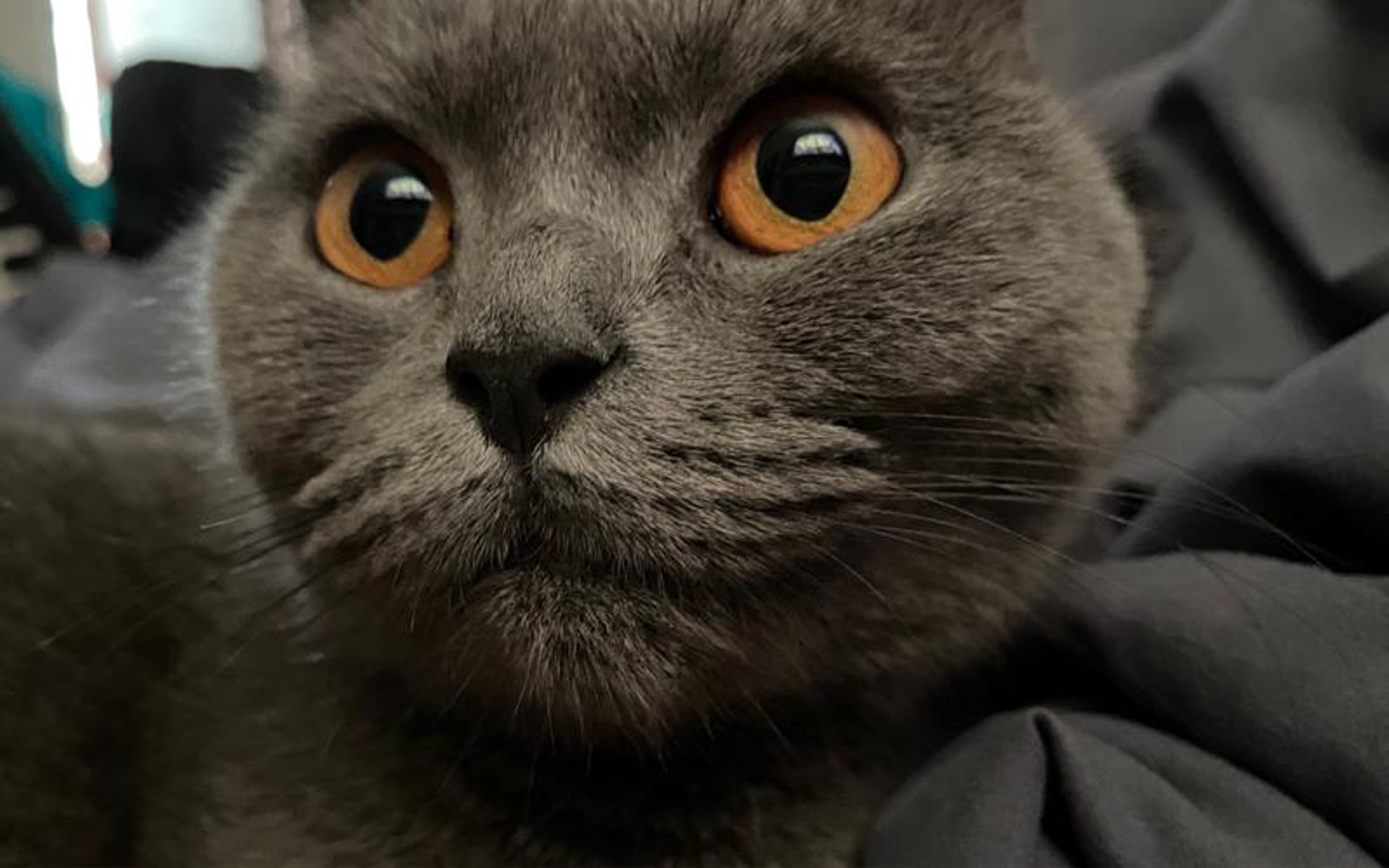 猫崽科技